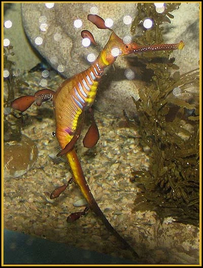 Hình ảnh độc đáo về Cá Rồng ảnh 4