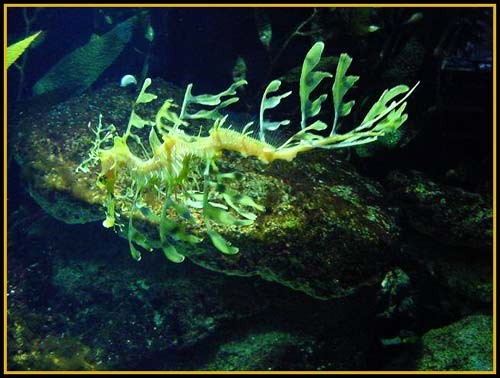 Hình ảnh độc đáo về Cá Rồng ảnh 7