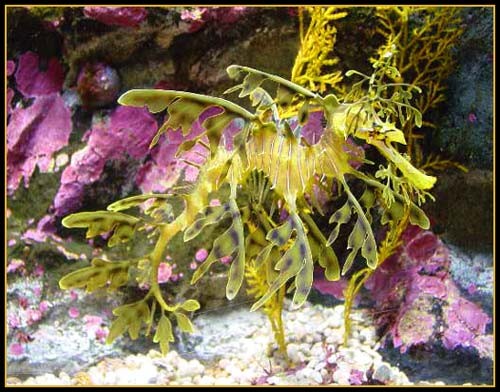 Hình ảnh độc đáo về Cá Rồng ảnh 8