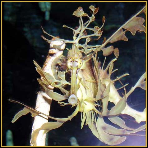 Hình ảnh độc đáo về Cá Rồng ảnh 9