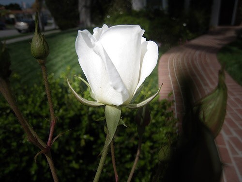 "Đừng quên bổn phận làm con" ảnh 1 Hoa hồng trắng cài lên áo những người không còn mẹ. Ảnh Internet.