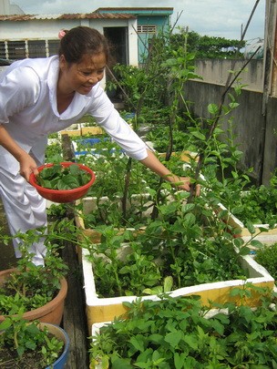 Bà Phan Thị Huê (Q.Tân Bình, TP.HCM) với cả một vườn rau trên sân thượng cho những món chay của mình Bà Phan Thị Huê (Q.Tân Bình, TP.HCM) với cả một vườn rau trên sân thượng cho những món chay của mình