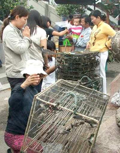 Chim long tap trung ban tai chua VN.jpg