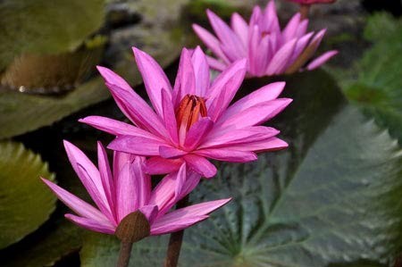 Lãng mạn mùa hoa súng ảnh 1 Lãng mạn mùa hoa súng