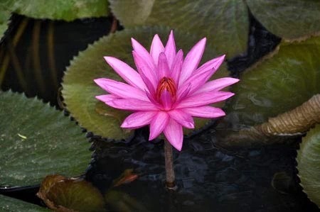 Lãng mạn mùa hoa súng