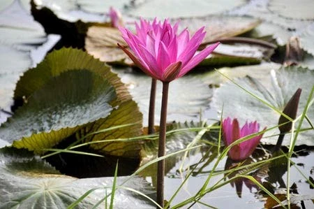 Lãng mạn mùa hoa súng