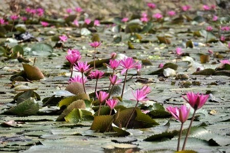 Lãng mạn mùa hoa súng