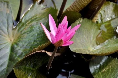 Lãng mạn mùa hoa súng