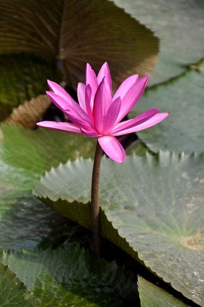 Lãng mạn mùa hoa súng