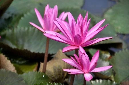 Lãng mạn mùa hoa súng