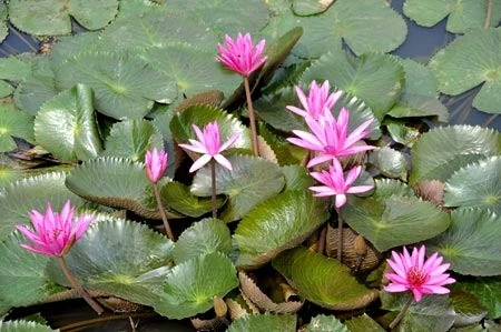 Lãng mạn mùa hoa súng