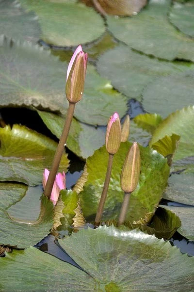 Lãng mạn mùa hoa súng