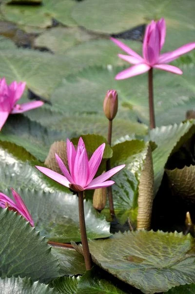 Lãng mạn mùa hoa súng