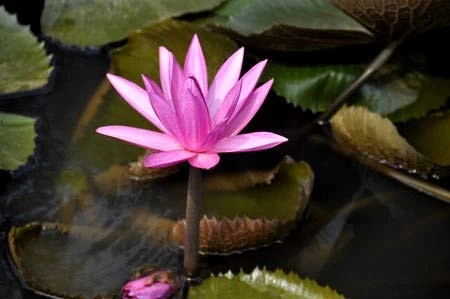 Lãng mạn mùa hoa súng