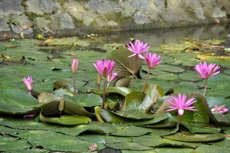 Lãng mạn mùa hoa súng