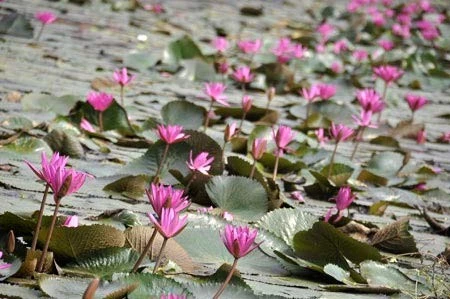 Lãng mạn mùa hoa súng