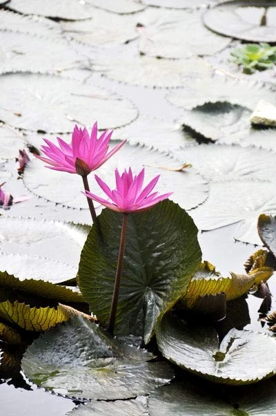 Lãng mạn mùa hoa súng