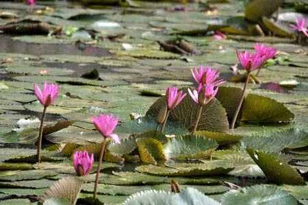 Lãng mạn mùa hoa súng