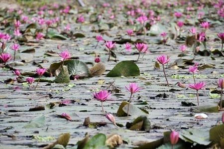 Lãng mạn mùa hoa súng