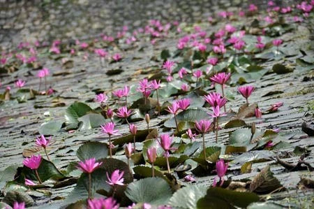 Lãng mạn mùa hoa súng