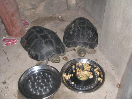 Nghệ An: Hai “cụ” rùa bất ngờ xuất hiện ở ngôi chùa 1.600 tuổi ảnh 5