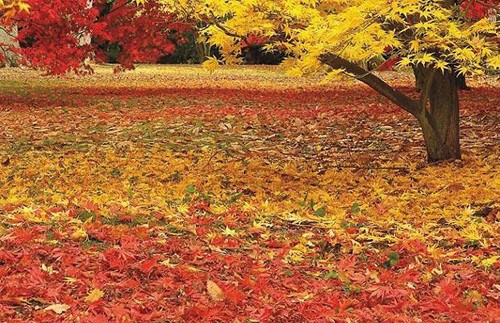 Vòng quanh thế giới vào mùa thu ảnh 1