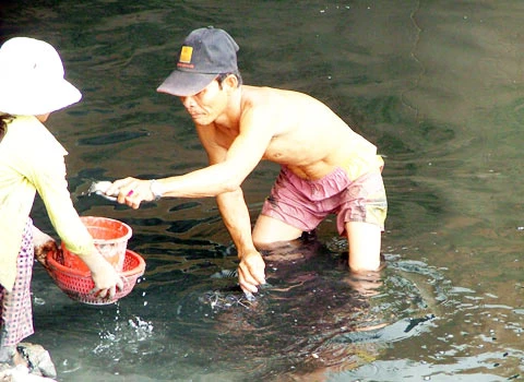 Đổ xô đi bắt cá phóng sinh ảnh 1