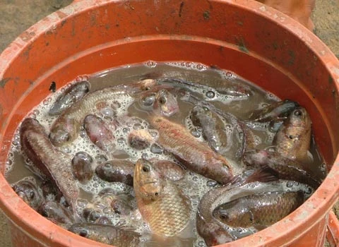 Đổ xô đi bắt cá phóng sinh ảnh 7