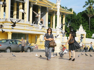 Chúng xà xuống ngay chân khách du lịch, mổ những hạt ngô vương vãi.