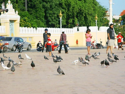 Chim bồ câu thân thiện với người dân.