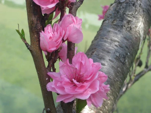 Núi Phú Sỹ vào mùa hoa anh đào. Hoa anh đào soi bóng bên hoàng cung Nhật Bản. Cố đô Nara dưới bóng hoa anh đào. Cảnh ở Heijo. Những ngôi nhà cổ ở Kyoto. Những hàng hoa anh đào ở Osaka. Tại lâu đài hạc trắng. Hoa anh đào có ba màu đỏ, hồng, trắng.