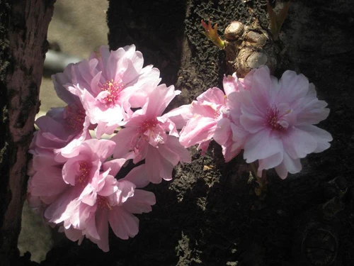 Núi Phú Sỹ vào mùa hoa anh đào. Hoa anh đào soi bóng bên hoàng cung Nhật Bản. Cố đô Nara dưới bóng hoa anh đào. Cảnh ở Heijo. Những ngôi nhà cổ ở Kyoto. Những hàng hoa anh đào ở Osaka. Tại lâu đài hạc trắng. Hoa anh đào có ba màu đỏ, hồng, trắng.