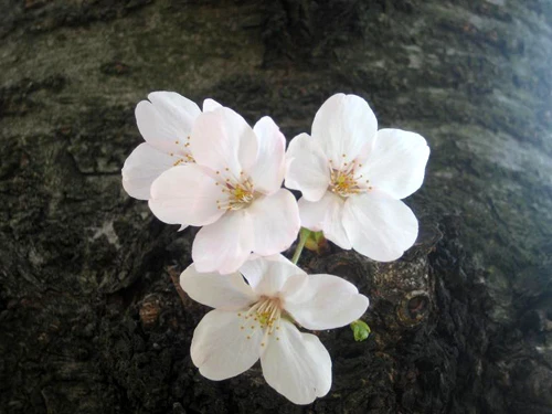 Núi Phú Sỹ vào mùa hoa anh đào. Hoa anh đào soi bóng bên hoàng cung Nhật Bản. Cố đô Nara dưới bóng hoa anh đào. Cảnh ở Heijo. Những ngôi nhà cổ ở Kyoto. Những hàng hoa anh đào ở Osaka. Tại lâu đài hạc trắng. Hoa anh đào có ba màu đỏ, hồng, trắng.