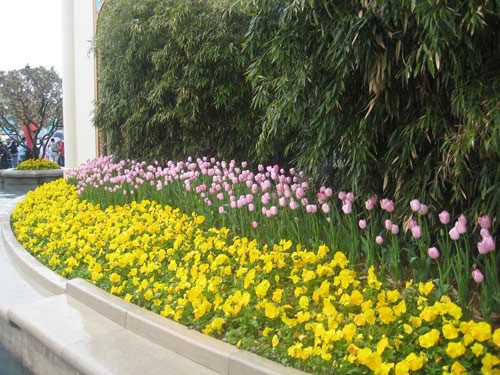 Biểu tượng hòa bình trước dinh Tổng thống. Hoa anh đào vẫn còn nở dù mùa hè đã sang. Bảo tàng dân gian Hàn Quốc. Cung điện Hoàng gia. Cổng vào cung điện. Các hàng cột tại hành lang nối các cung điện. Nội điện, nơi vua ngự triều. Những góc yên tĩnh của cung điện. Hoa tulip được trồng ở nhiều nơi.