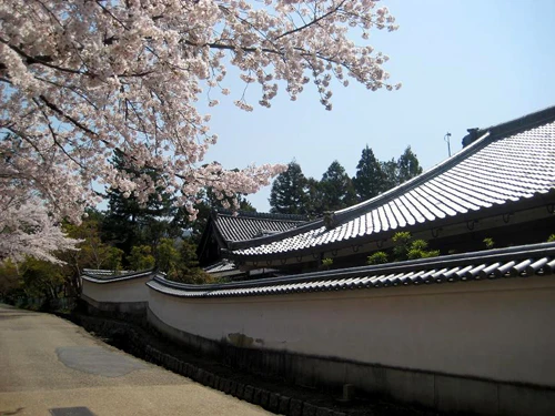 Núi Phú Sỹ vào mùa hoa anh đào. Hoa anh đào soi bóng bên hoàng cung Nhật Bản. Cố đô Nara dưới bóng hoa anh đào. Cảnh ở Heijo. Những ngôi nhà cổ ở Kyoto. Những hàng hoa anh đào ở Osaka. Tại lâu đài hạc trắng. Hoa anh đào có ba màu đỏ, hồng, trắng.