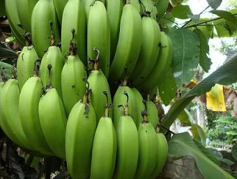 Chuối xanh là vị thuốc chữa bệnh dạ dày hữu hiệu