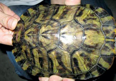 Lý giải hiện tượng rùa có hình Phật Bà Quan Âm ảnh 1