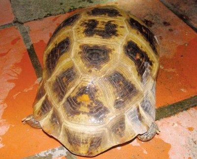 Lý giải hiện tượng rùa có hình Phật Bà Quan Âm ảnh 2