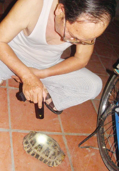 Lý giải hiện tượng rùa có hình Phật Bà Quan Âm ảnh 3