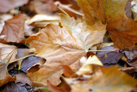 Những chiếc lá khô rơi trên nền đất hay lối dạo, tạo nên khung cảnh man mác trong sự tĩnh mịch.