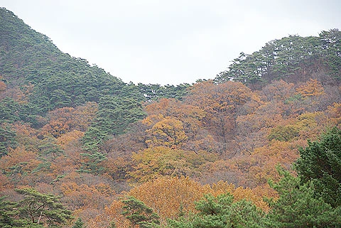 Cây lá chuyển màu khiến quang cảnh của ngọn núi bừng lên sắc vàng mùa thu.