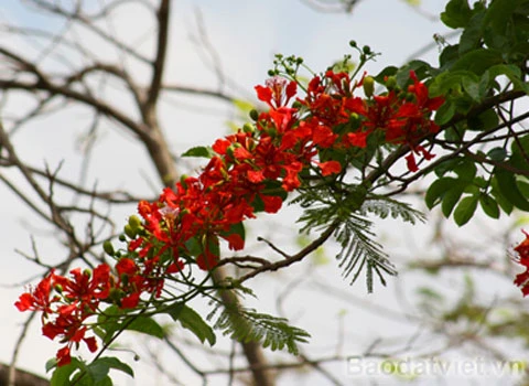 Hoa Phượng 'trái mùa' đỏ rực trong tiết đông ảnh 2