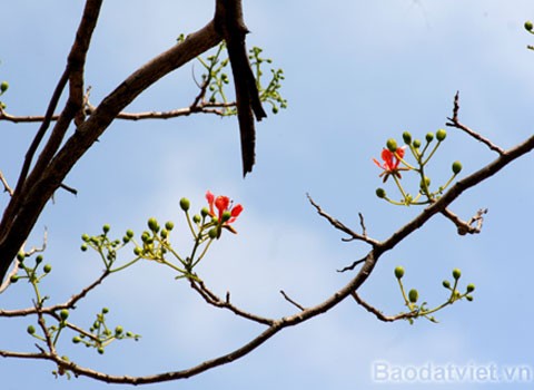 Hoa Phượng 'trái mùa' đỏ rực trong tiết đông ảnh 3 Hoa Phượng 'trái mùa' đỏ rực trong tiết đông ảnh 3