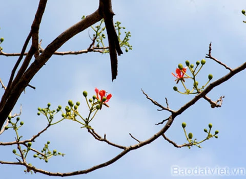 Hoa Phượng 'trái mùa' đỏ rực trong tiết đông ảnh 3