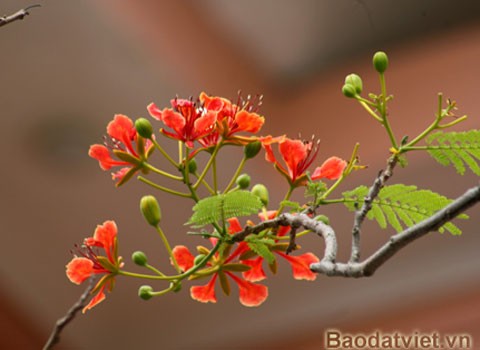 Hoa Phượng 'trái mùa' đỏ rực trong tiết đông ảnh 4 Hoa Phượng 'trái mùa' đỏ rực trong tiết đông ảnh 4