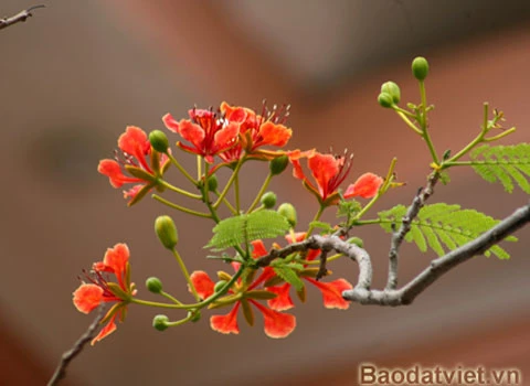 Hoa Phượng 'trái mùa' đỏ rực trong tiết đông ảnh 4