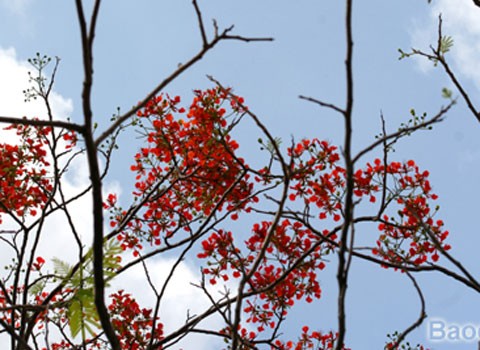 Hoa Phượng 'trái mùa' đỏ rực trong tiết đông ảnh 5 Hoa Phượng 'trái mùa' đỏ rực trong tiết đông ảnh 5