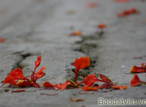 Hoa Phượng 'trái mùa' đỏ rực trong tiết đông ảnh 6