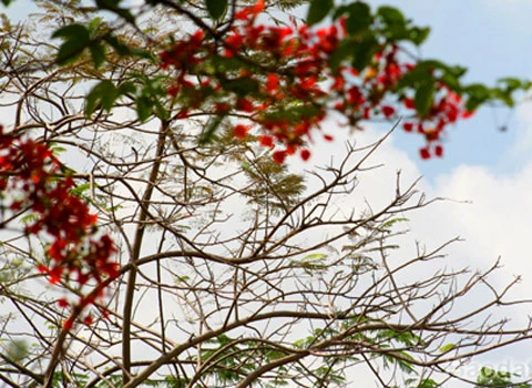 Hoa Phượng 'trái mùa' đỏ rực trong tiết đông ảnh 7