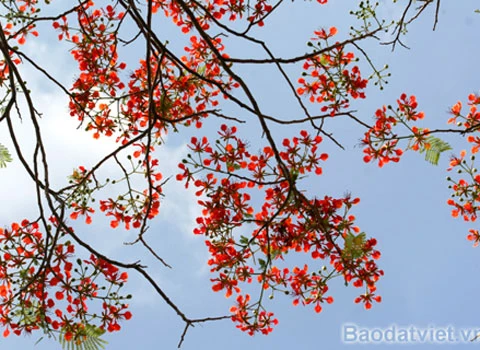 Hoa Phượng 'trái mùa' đỏ rực trong tiết đông ảnh 1